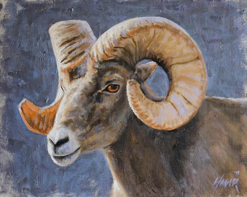 Big Horn Sheep Portrait by Nathan Hager