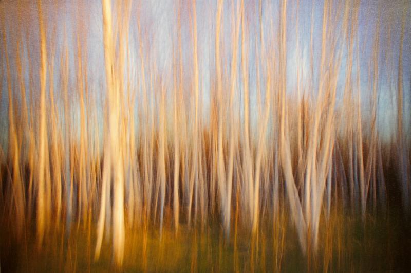 The Birch Grove, digital print with in camera motion by Don Kaddatz of Mora, MN