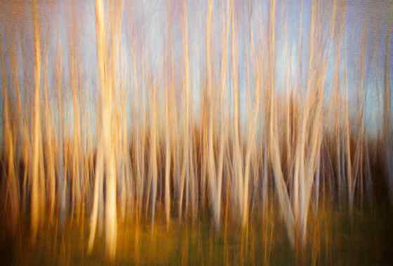 The Birch Grove, digital print with in camera motion by Don Kaddatz of Mora, MN
