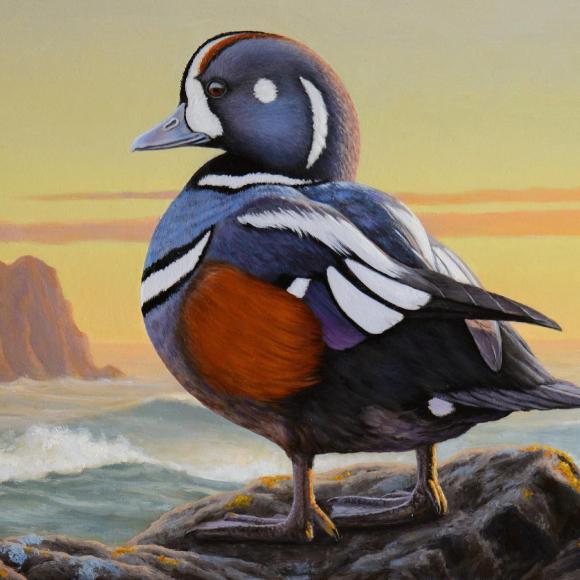 Harlequin Duck by Nathan Hager