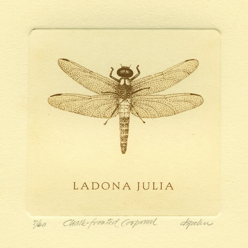 Chalk-fronted Corporal, solar plate etching