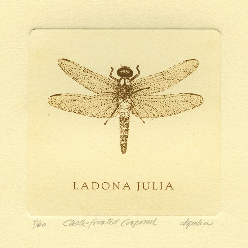 Chalk-fronted Corporal, solar plate etching