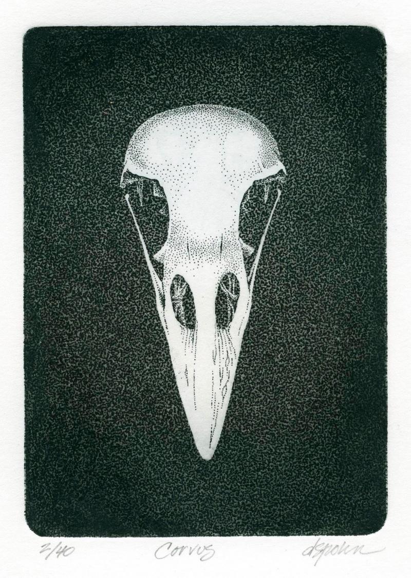 Corvus by David Spohn