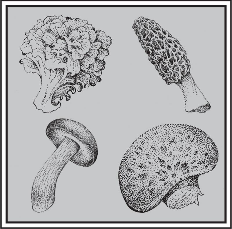 Mushroom Sampler by David Spohn