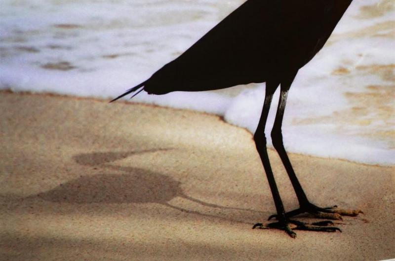 Flatland-Night Heron Explains the Sea to Shadow, a digital photography by Paul Olson of Hinckley, MN