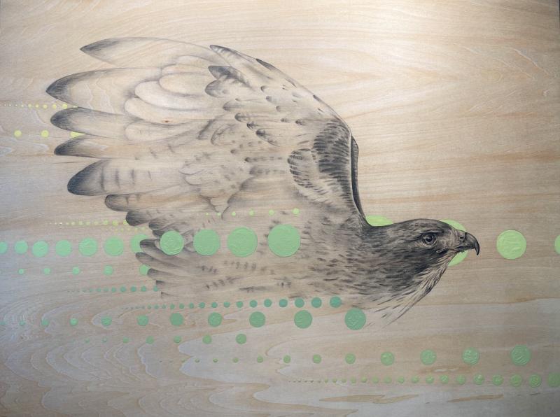 Red Tailed Hawk by Terri Huro - Graphite and acrylic on wood panel - Award of Excellence