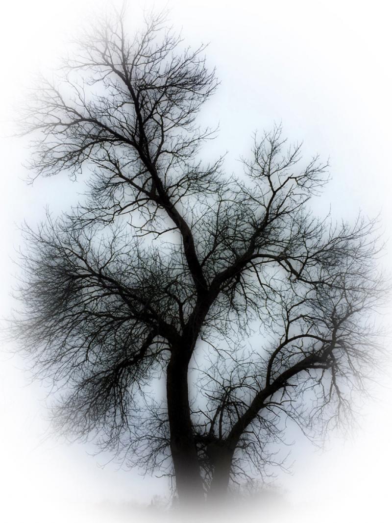 Soul of a Tree by Dee Kotaska