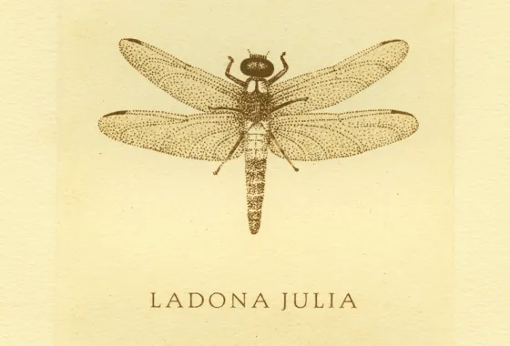 Chalk-fronted Corporal, solar plate etching