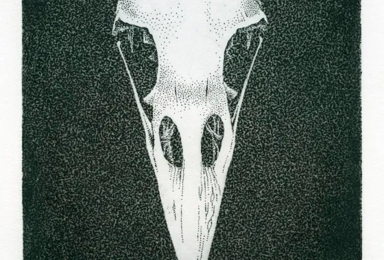 Corvus by David Spohn