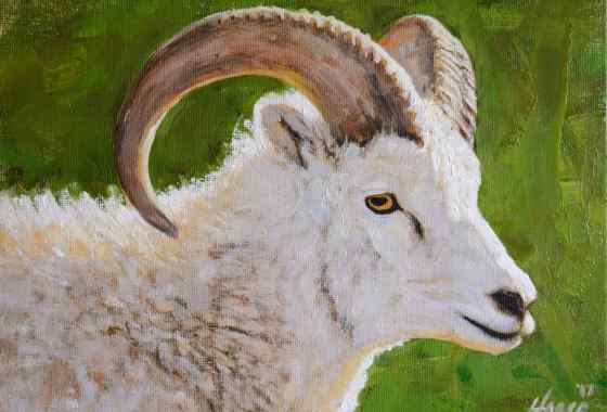 Dahl Sheep Portrait by Nathan Hager