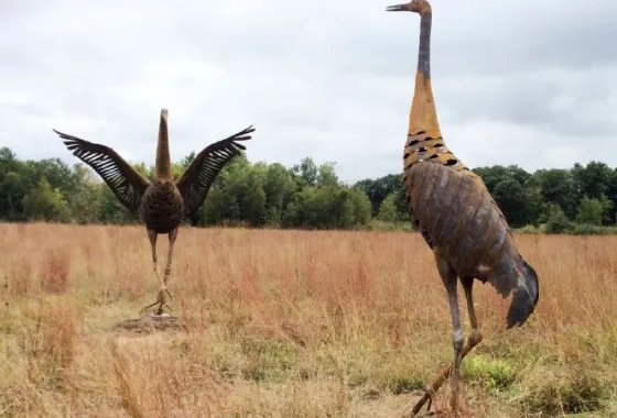 Dance of the Sandhill Cranes by Keith Raivo