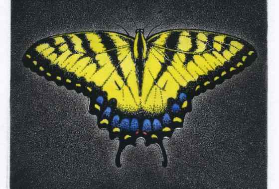 Eastern Swallowtail by David Spohn
