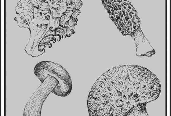 Mushroom Sampler by David Spohn