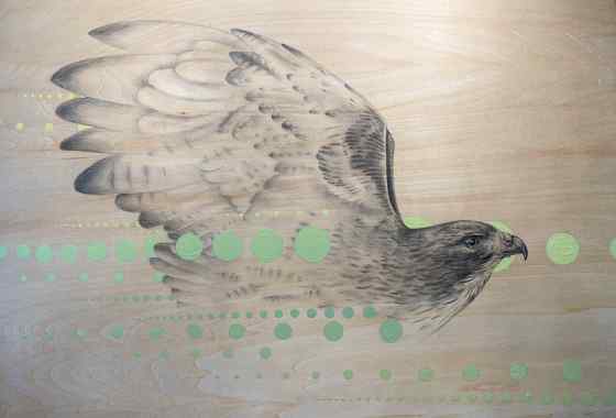 Red Tailed Hawk by Terri Huro - Graphite and acrylic on wood panel - Award of Excellence