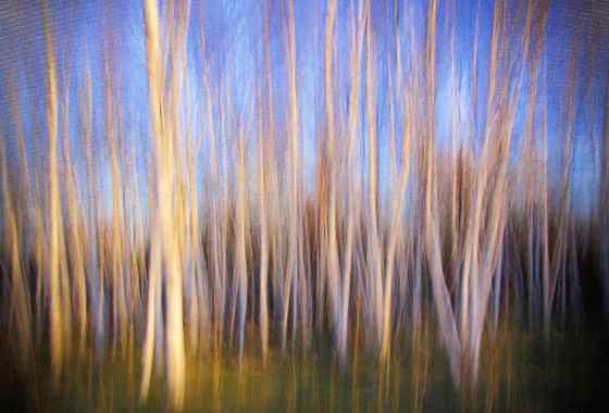 The Birch Grove by Don Kaddatz