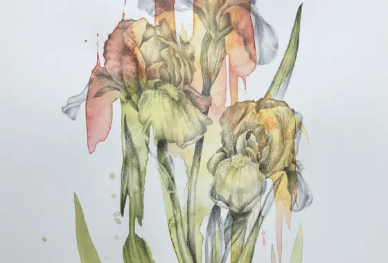 Iris by Terri Huro