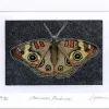 Common Buckeye by David Spohn